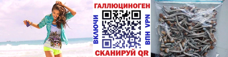 блэк спрут Астрахань Галлюциногенные грибы GOLDEN TEACHER